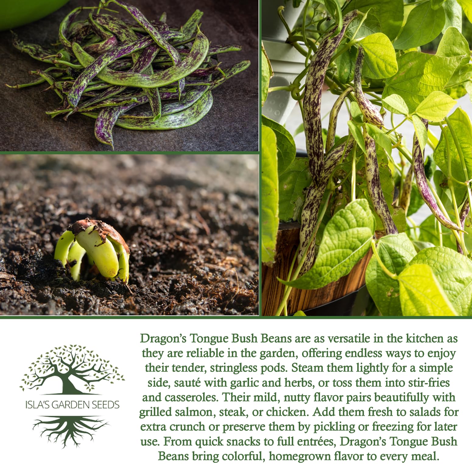 Dragon's Tongue beans as a salad-idea component from Isla's Garden Seeds