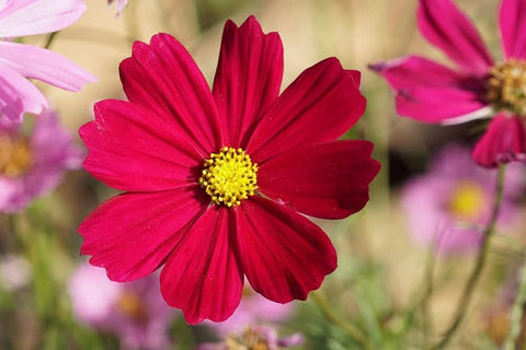 Isla's Garden Seeds Dwarf Red Cosmos bloom close-up showing vibrant petals