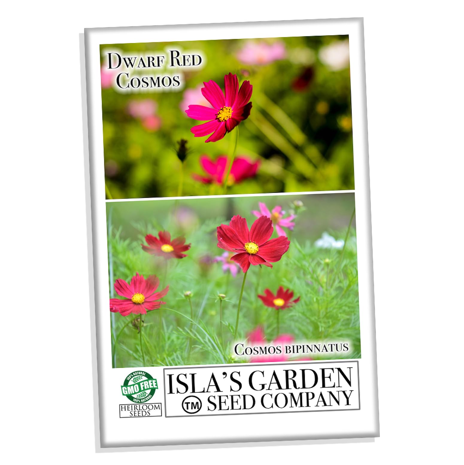 Isla's Garden Seeds Dwarf Red Cosmos border plants add color to the yard