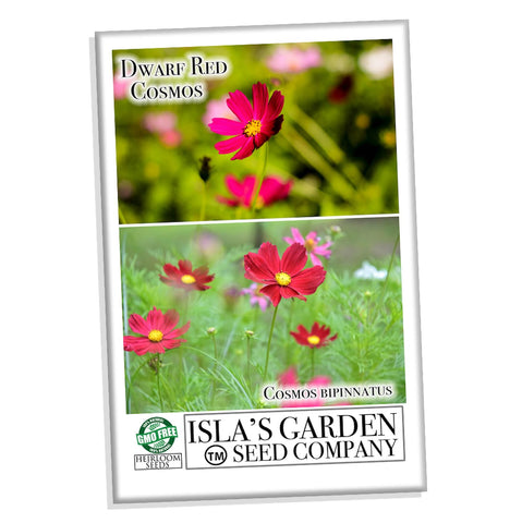 Isla's Garden Seeds Dwarf Red Cosmos border plants add color to the yard