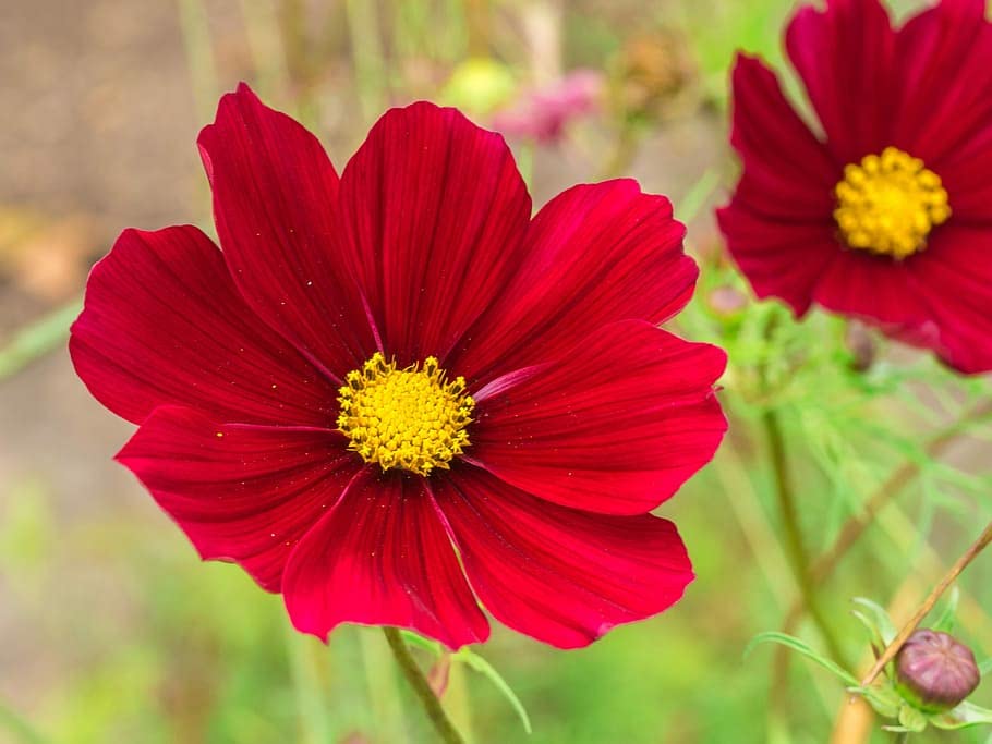 Isla's Garden Seeds Dwarf Red Cosmos in a container with bright blooms