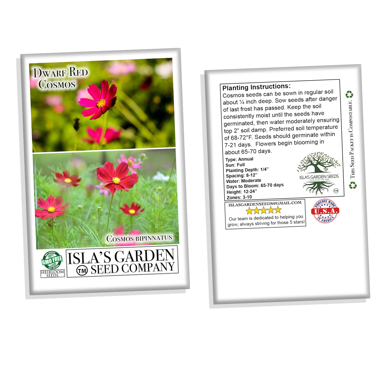 Isla's Garden Seeds Dwarf Red Cosmos flower head bathed in sunlight