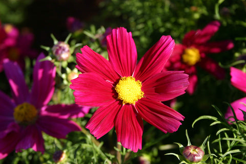 Isla's Garden Seeds Dwarf Red Cosmos plants thriving in a garden bed