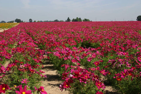 Isla's Garden Seeds Dwarf Red Cosmos seed detail for quick sowing