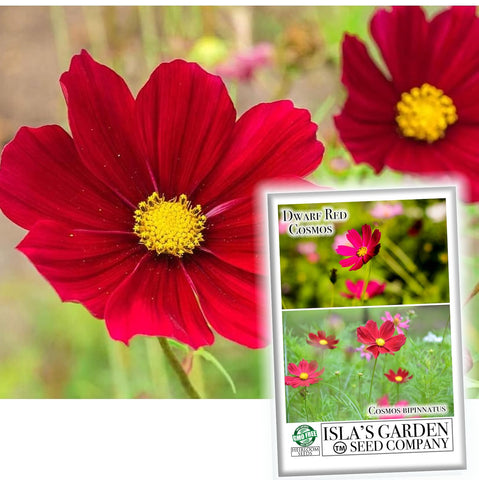 Isla's Garden Seeds Dwarf Red Cosmos seed pack front for border planting