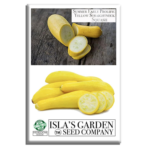 Isla's Garden Seeds early prolific straightneck squash fruit ready to slice