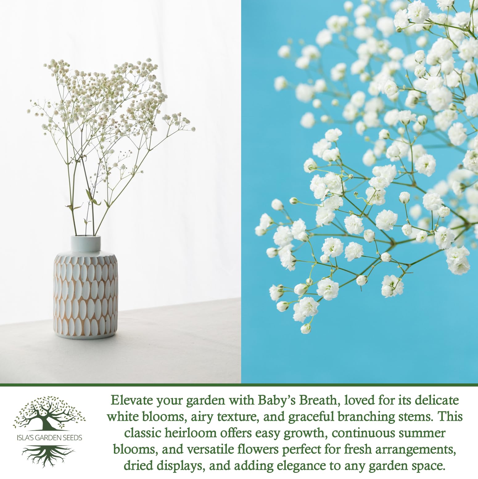 Isla’s Garden Seeds easy-to-grow baby's breath; quick germination and lush blooms.