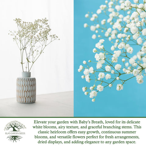 Isla’s Garden Seeds easy-to-grow baby's breath; quick germination and lush blooms.