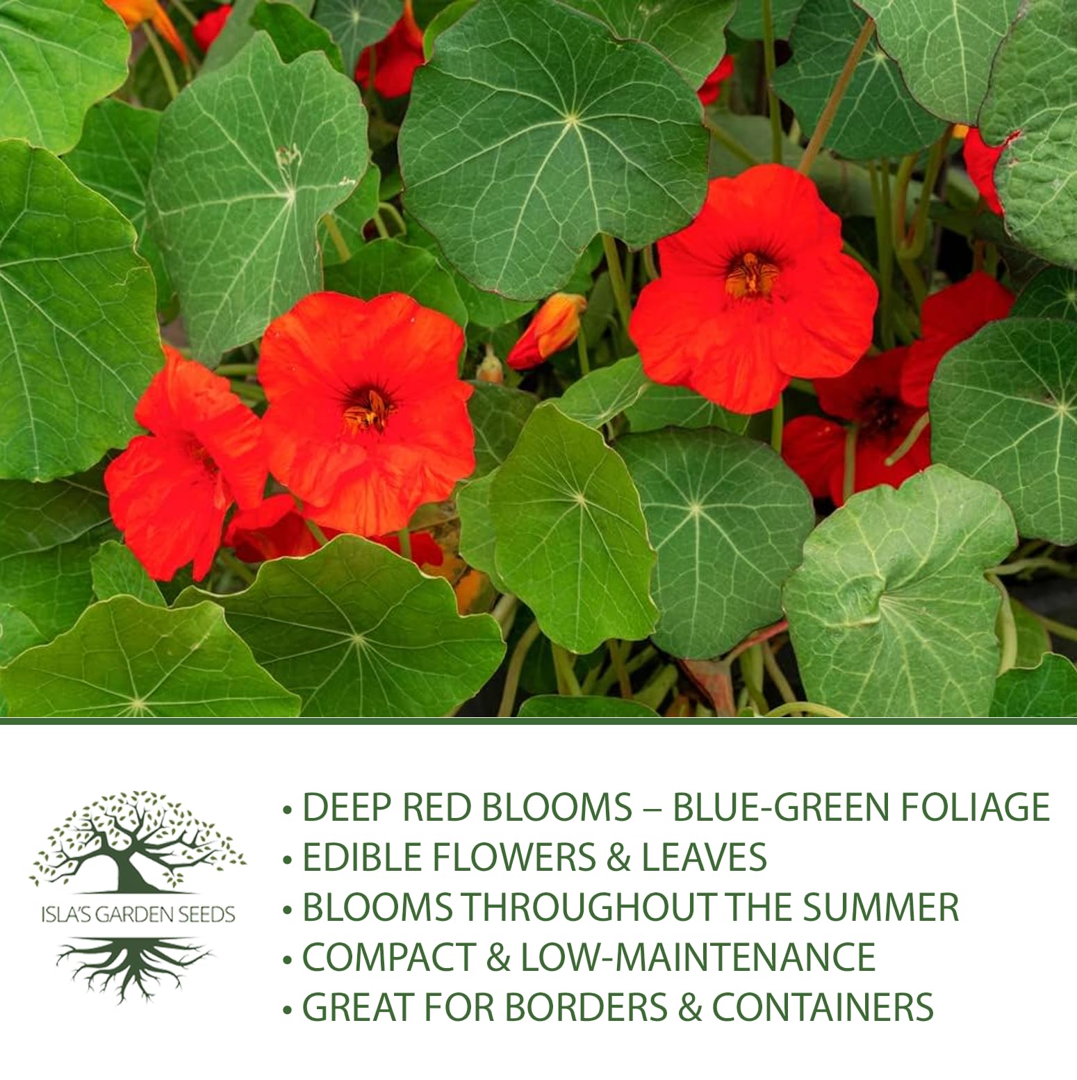 Harvest-ready Empress of India nasturtium seeds from Isla's Garden Seeds