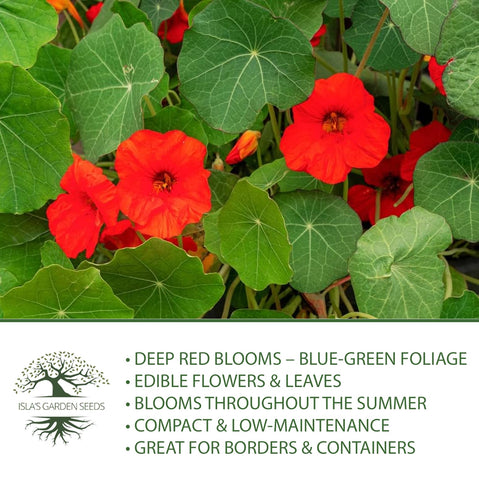 Harvest-ready Empress of India nasturtium seeds from Isla's Garden Seeds