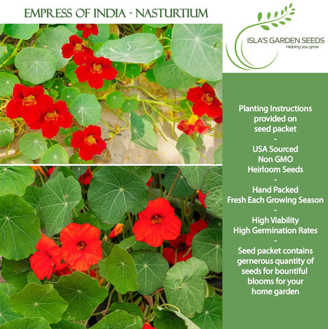 Closeup of Empress of India nasturtium petals in warm red orange and yellow tones