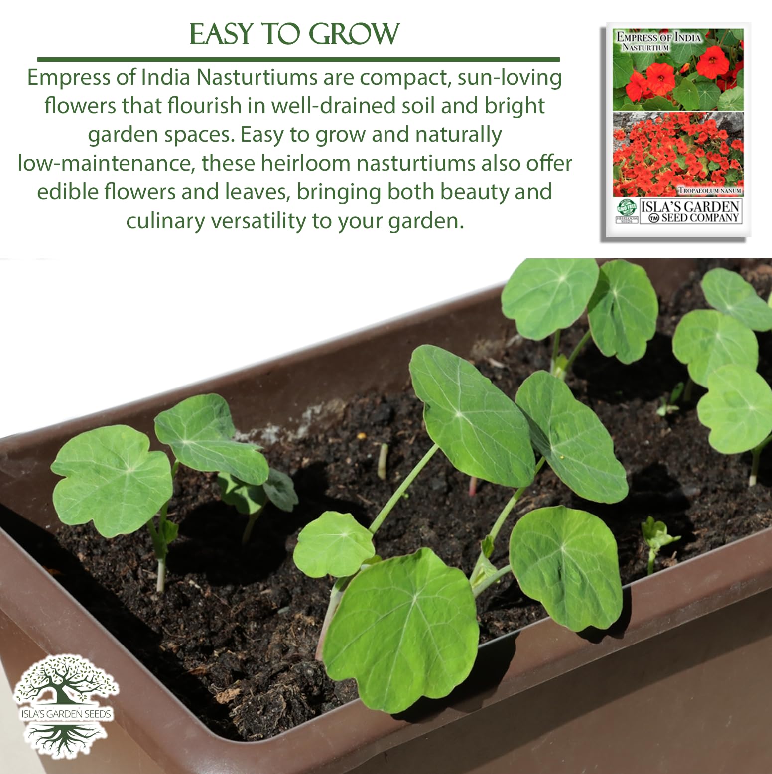 Nasturtium seeds planted in garden bed ready to sprout for bright color