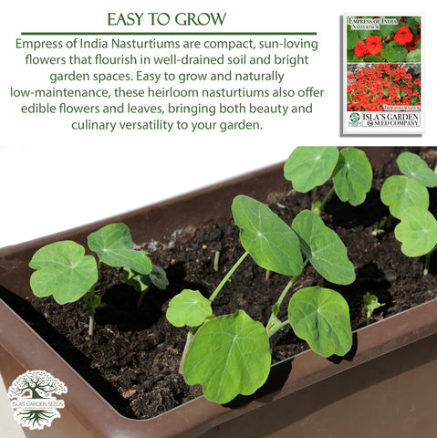 Nasturtium seeds planted in garden bed ready to sprout for bright color
