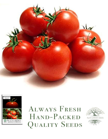 Clusters of Floradade tomatoes on the vine ready for harvest.