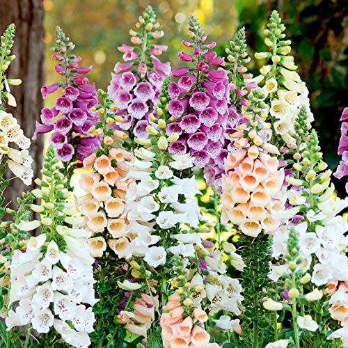 Isla's Garden Seeds Foxglove cream bloom ready for cottage garden borders