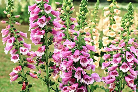 Isla's Garden Seeds Foxglove lavender bloom brightening a bed