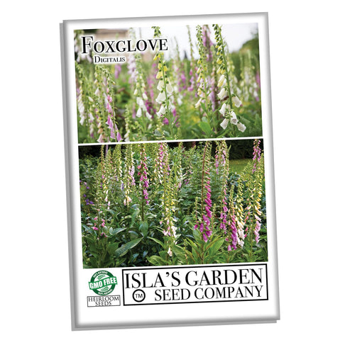 Isla's Garden Seeds Foxglove rose bloom adding vertical color