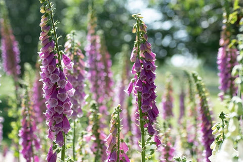 Isla's Garden Seeds Foxglove white bloom creating contrast in borders