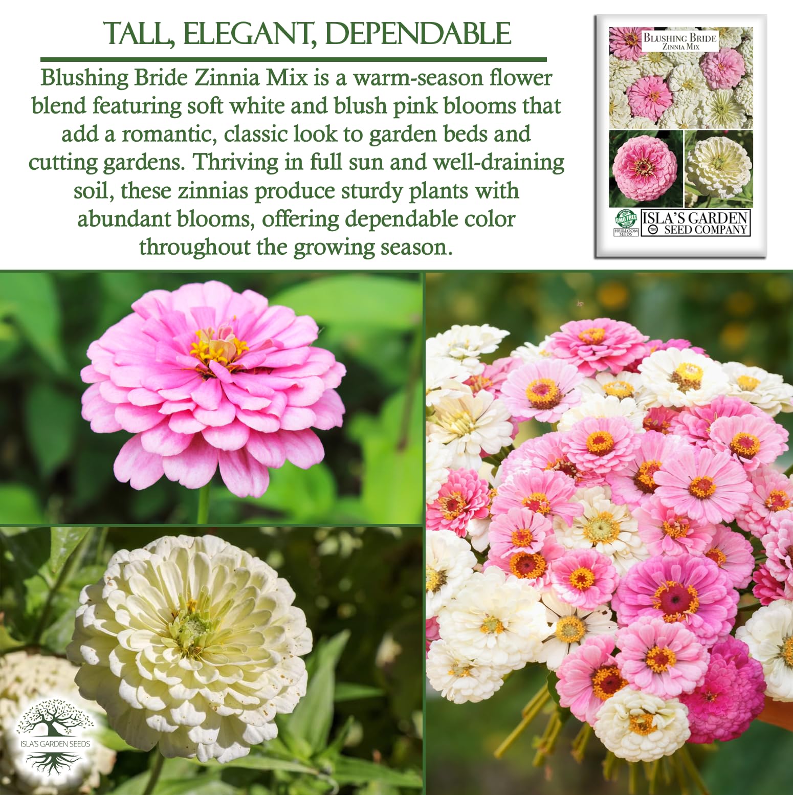 Full-sun zinnia garden bed with blooming Isla's Blushing Bride mix.