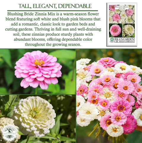Full-sun zinnia garden bed with blooming Isla's Blushing Bride mix.