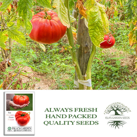 Isla's Garden Seeds Giant Beefsteak tomato fruit on vine nearing ripeness