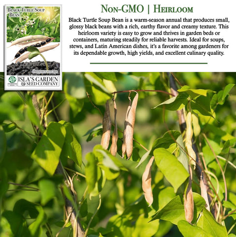 Isla's Garden Seeds harvest-ready-beans display abundant glossy beans.