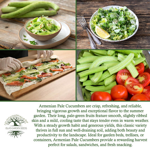 Isla's Garden Seeds harvest-ready cucumbers ideal for salads