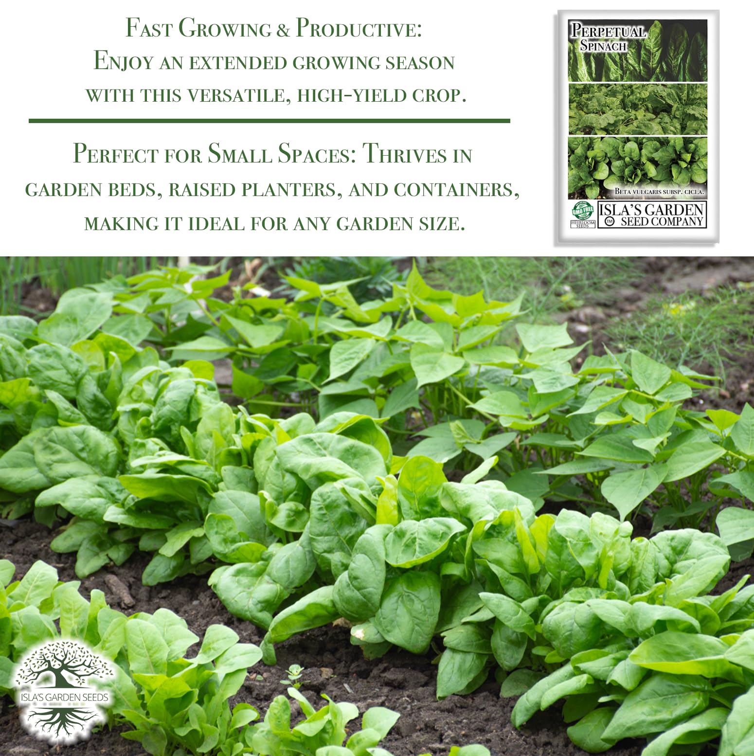Isla's Garden Seeds harvest-ready spinach stalks for steady yields.
