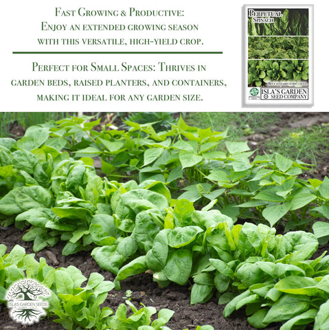 Isla's Garden Seeds harvest-ready spinach stalks for steady yields.