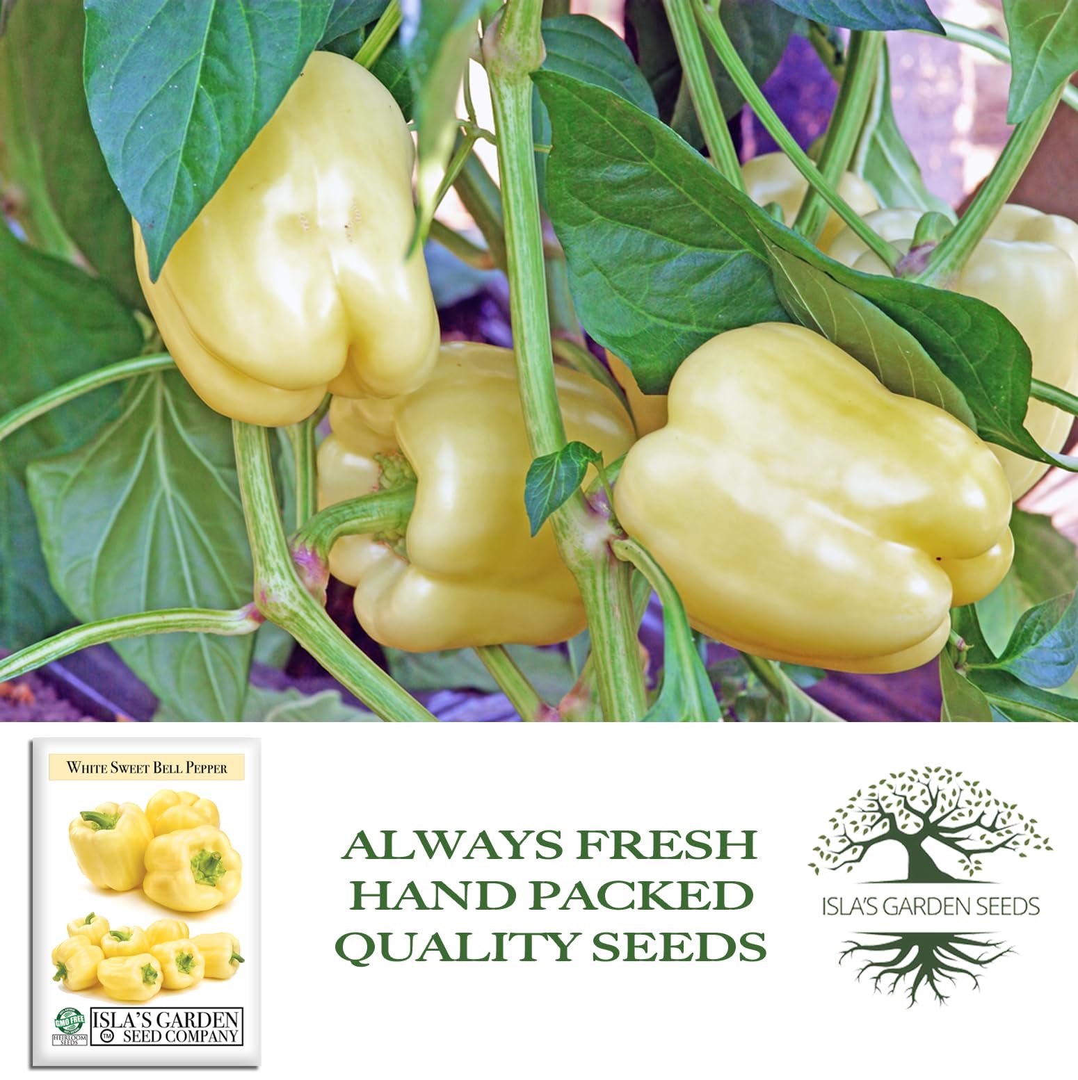 Isla's Garden Seeds harvested white bell peppers ready to use in recipes