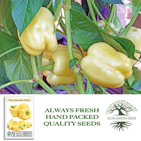 Isla's Garden Seeds harvested white bell peppers ready to use in recipes