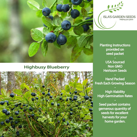Isla's Garden Seeds highbush blueberry seeds southern variety for versatile landscapes