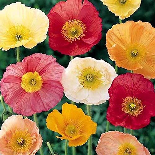 Isla's Garden Seeds Iceland Poppy seeds packet with 3000 seeds for ample planting.