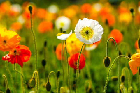 Isla's Garden Seeds Iceland Poppy seeds multi-color blend for garden borders and cheerful color.