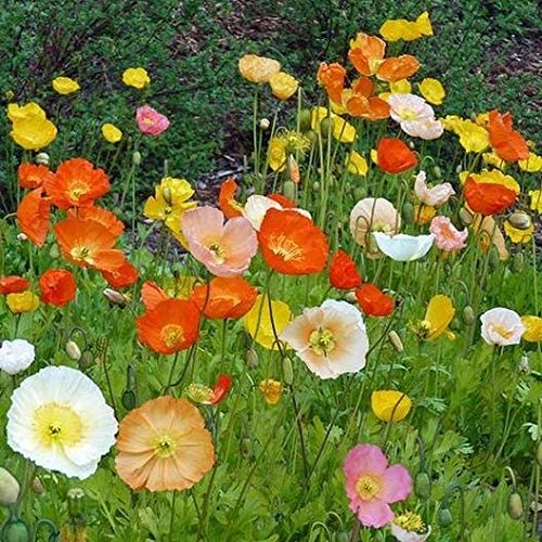 Isla's Garden Seeds Iceland Poppy seeds, Papaver nudicaule, ready for a vibrant spring display.