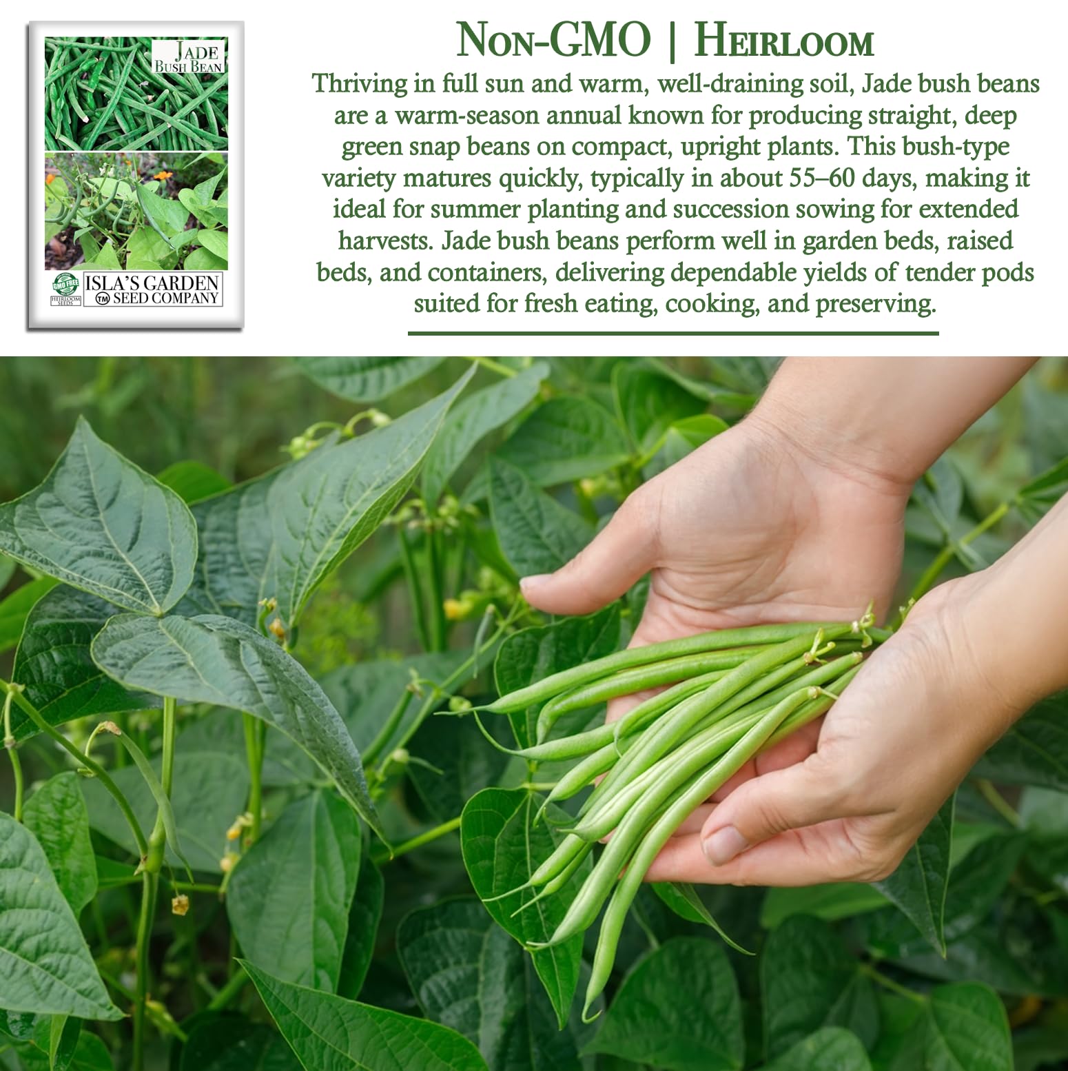 Isla's Jade bush bean plants compact growth ideal for containers.