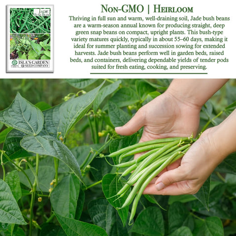 Isla's Jade bush bean plants compact growth ideal for containers.