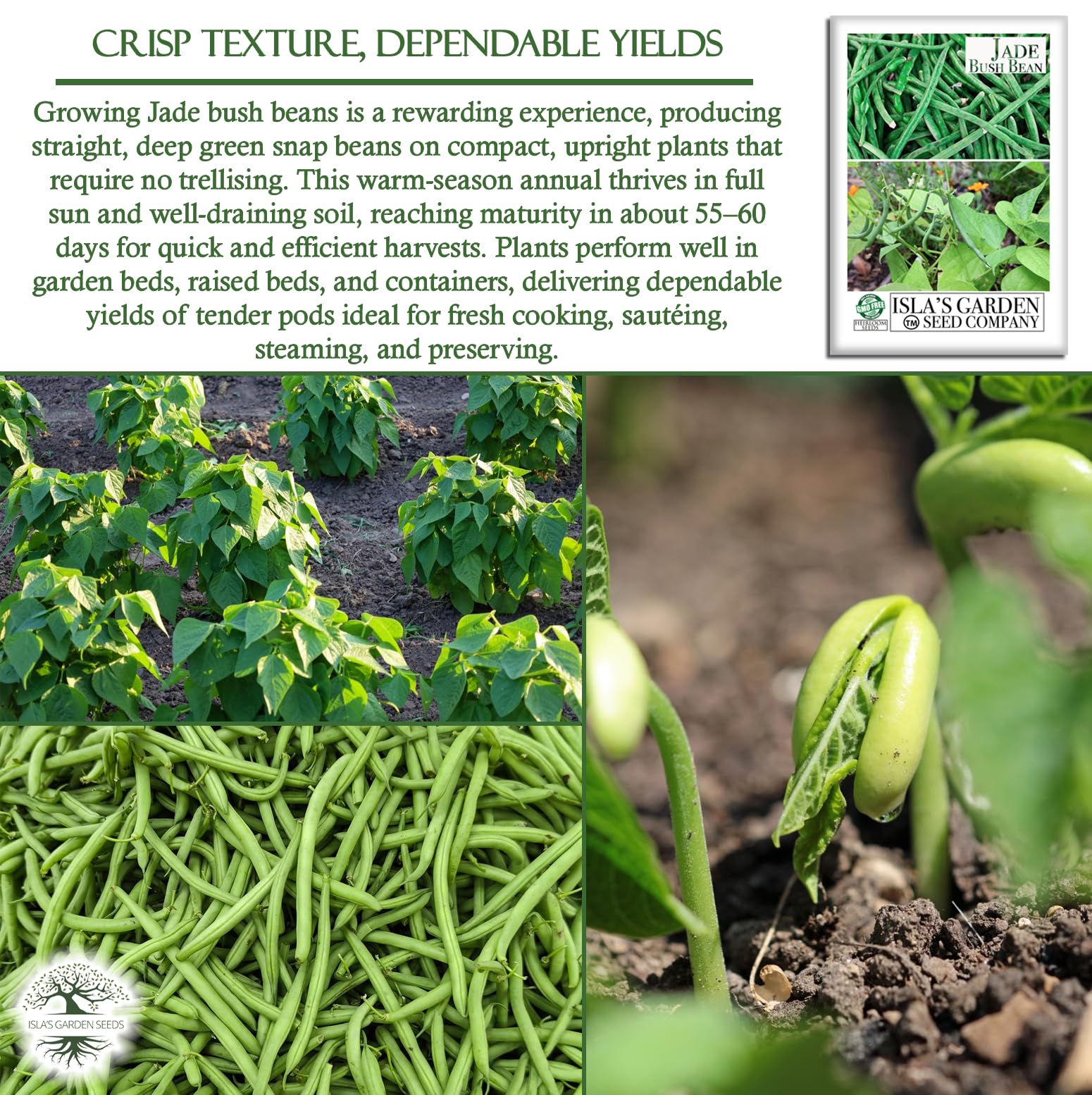 Isla's Jade bush beans mature in roughly 55–60 days.