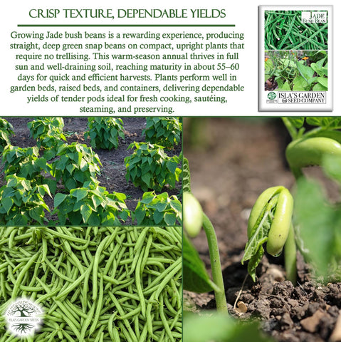 Isla's Jade bush beans mature in roughly 55–60 days.