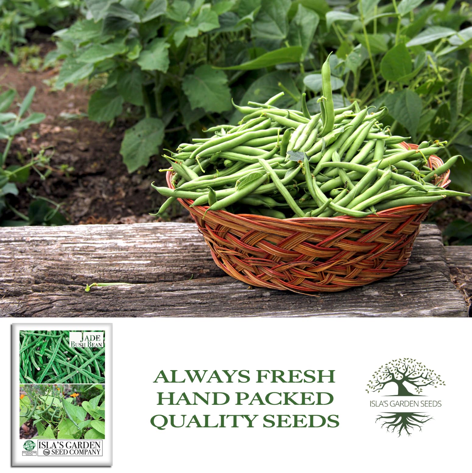 Isla's Jade beans produce deep green pods with uniform size.