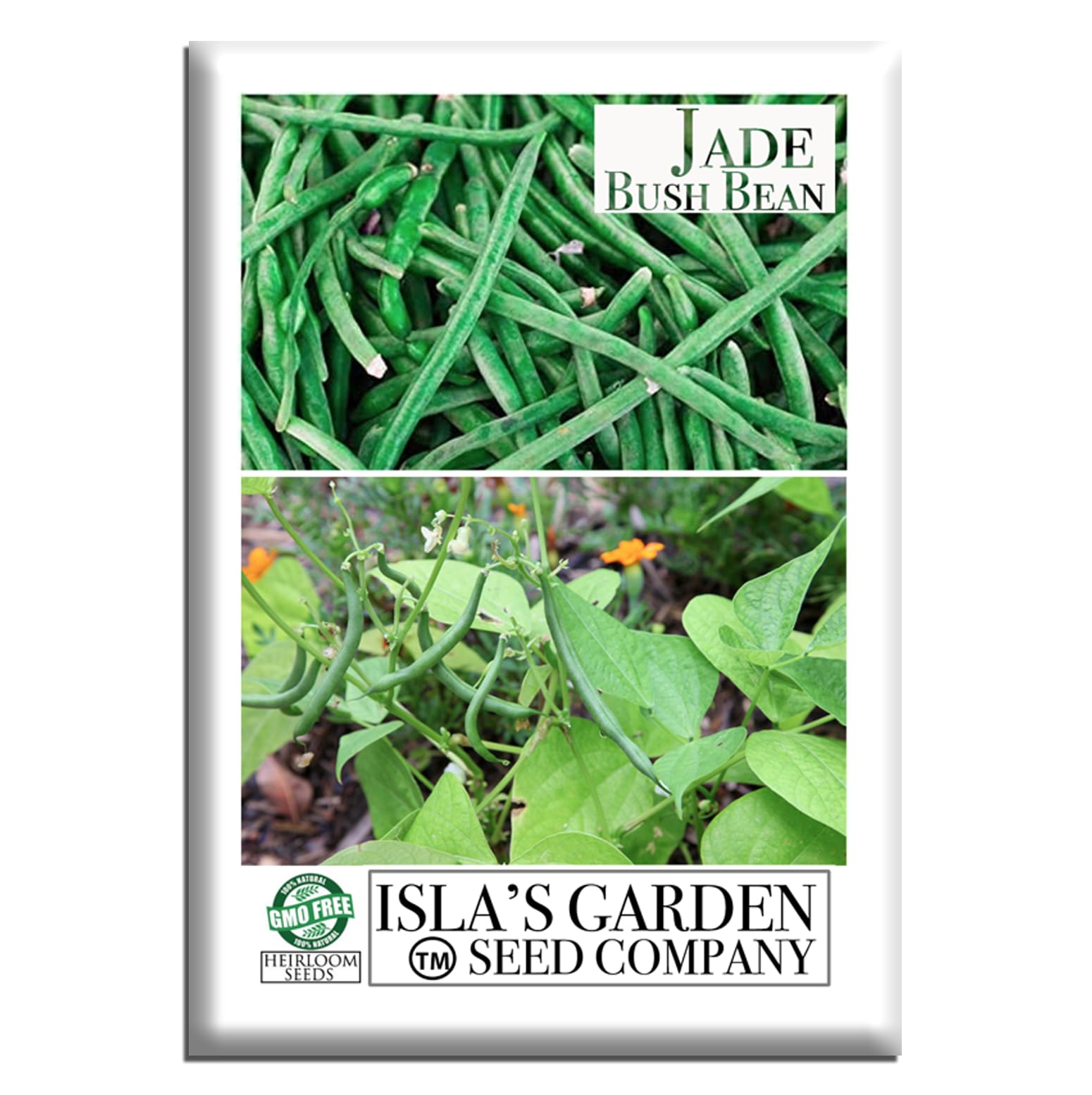 Isla's Garden Seeds Jade bush bean plants thriving in full sun for a fresh harvest.