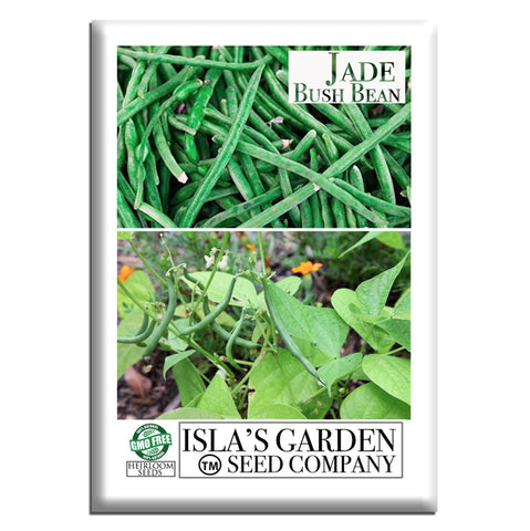 Isla's Garden Seeds Jade bush bean plants thriving in full sun for a fresh harvest.
