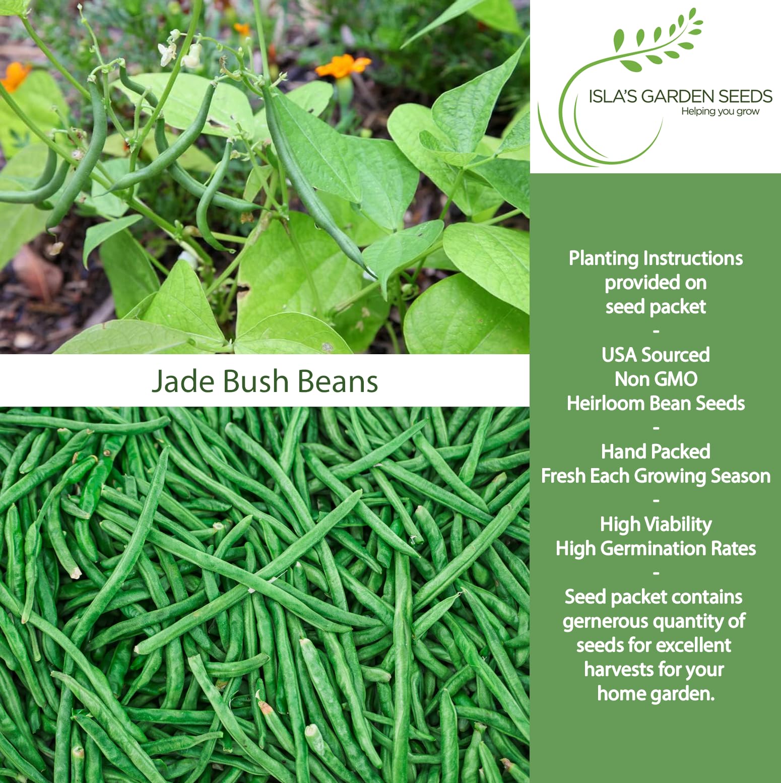 Isla's Jade bush bean pods ready to pick with crisp snap.