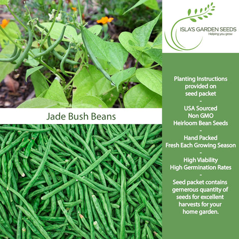 Isla's Jade bush bean pods ready to pick with crisp snap.