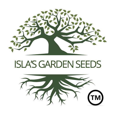 Isla's Jade bush beans stay upright without trellis in beds.