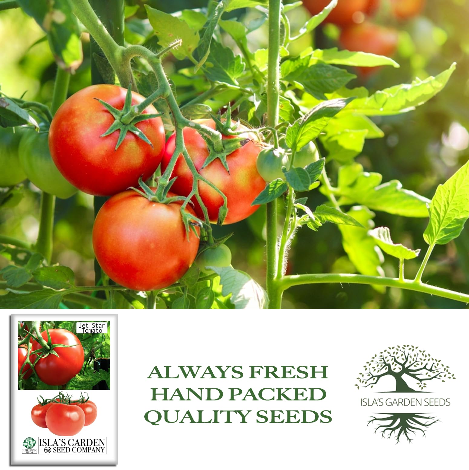 Jet Star tomato plants supported by staking in a garden bed