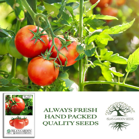 Jet Star tomato plants supported by staking in a garden bed