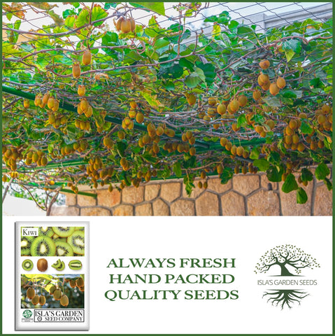 Isla's Garden Seeds kiwi-seedling starting indoors, patient gardening payoff ahead