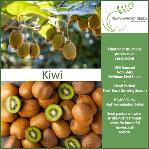 Isla's Garden Seeds kiwi-vine bloom on a branch, hinting at pollination opportunities