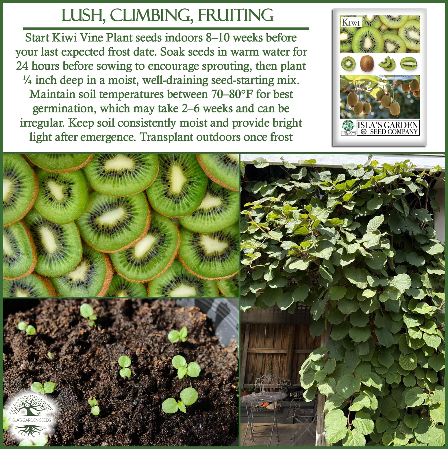 Isla's Garden Seeds kiwi-vine maturing on a tall trellis, backyard orchard vibe
